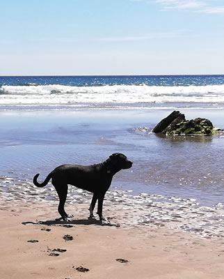 Dog friendly holiday cottages near Looe